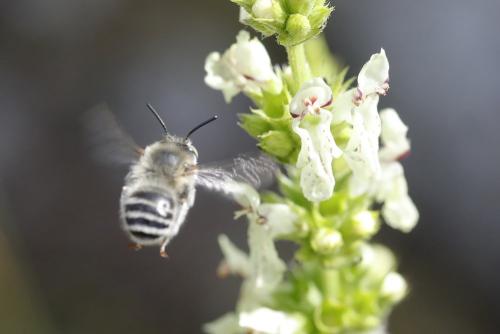 Anthophora quadrimaculata